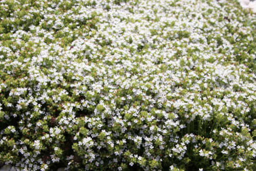 Stepables such as white creeping thyme are great for high-traffic areas