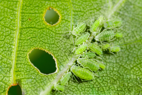 Vegetable pests: Aphids