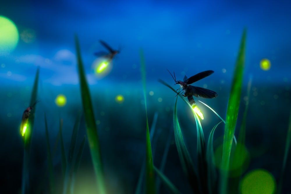 Fireflies lighting up the night sky