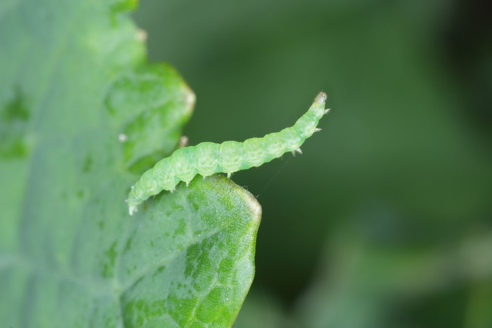 There are so many vegetable pests out there. Follow this blog to learn about how to treat them.