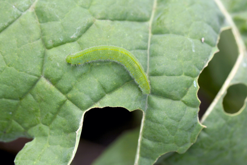 Vegetable pests: Cabbage worm