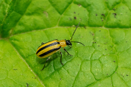 Vegetable pests: Cucumber beetle