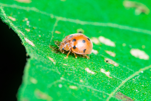 Vegetable pests: Mexican bean beetle