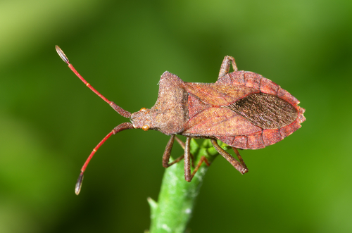 Vegetable pests: Squash bug