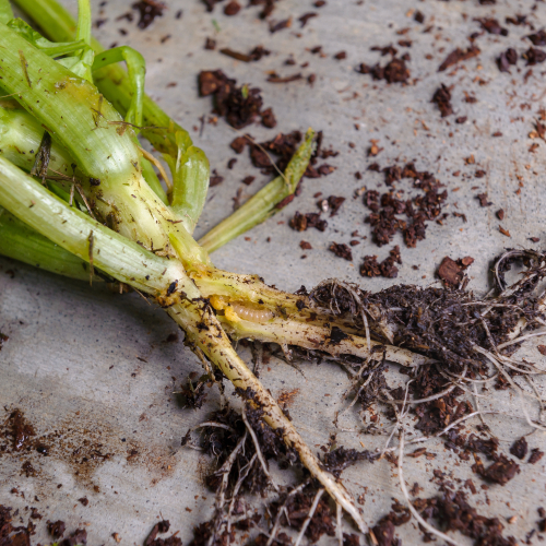 Vegetable pests: Squash vine borer larvae
