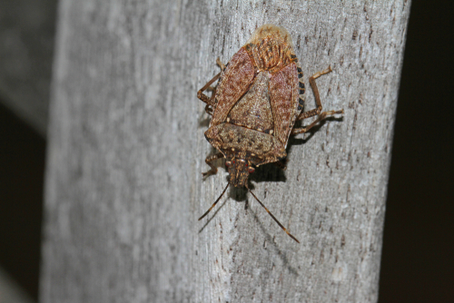 Vegetable pests: Stink bug