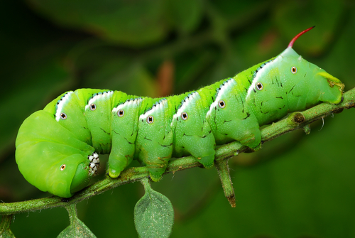 Vegetable pests: Tomato hornworm