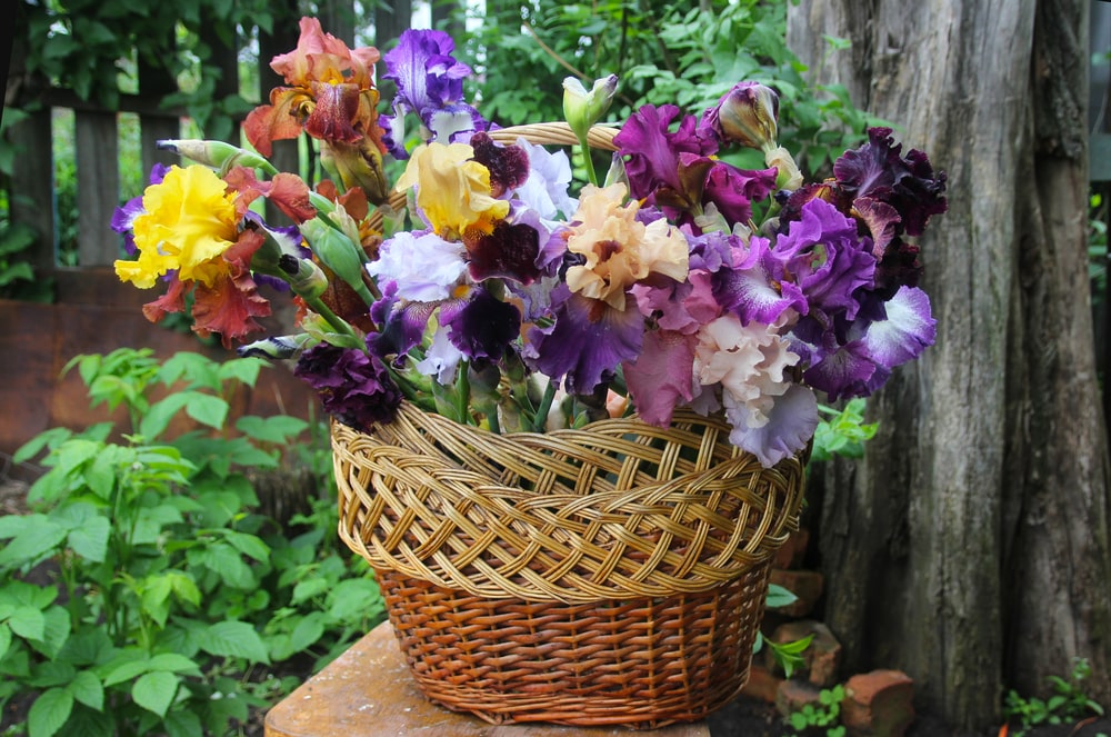 A basket of colorful iris blooms