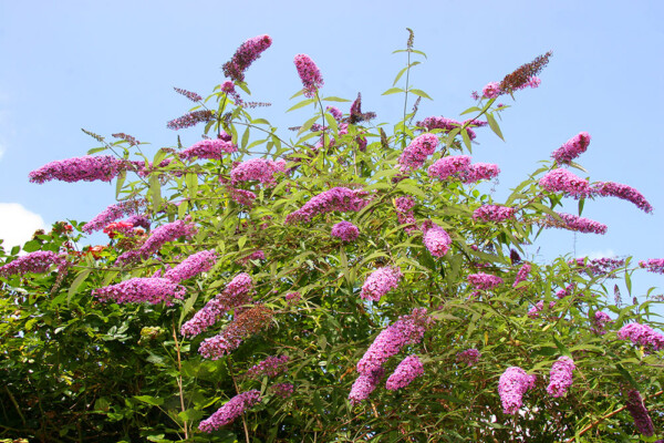 Butterfly bush is excellent late summer color