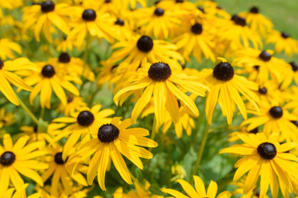 Rudbeckia (black-eyed susan) gives excellent late summer color