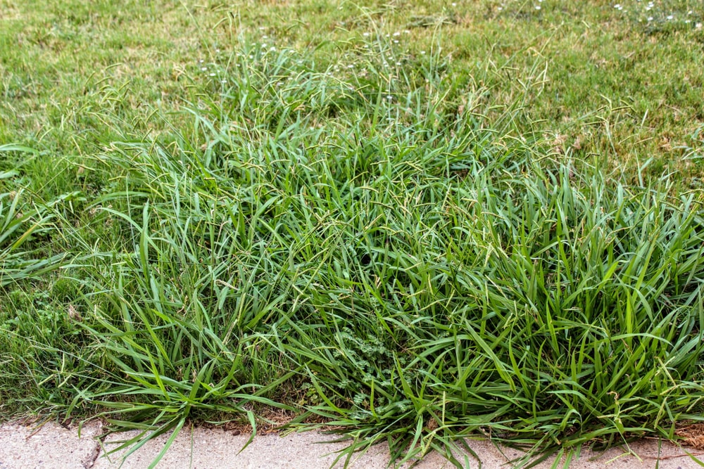 Lawn weeds like crabgrass can be controlled with the right preparation