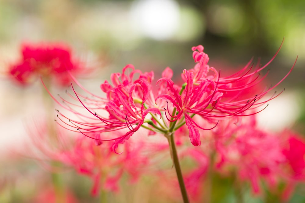 Lycoris red spider lily