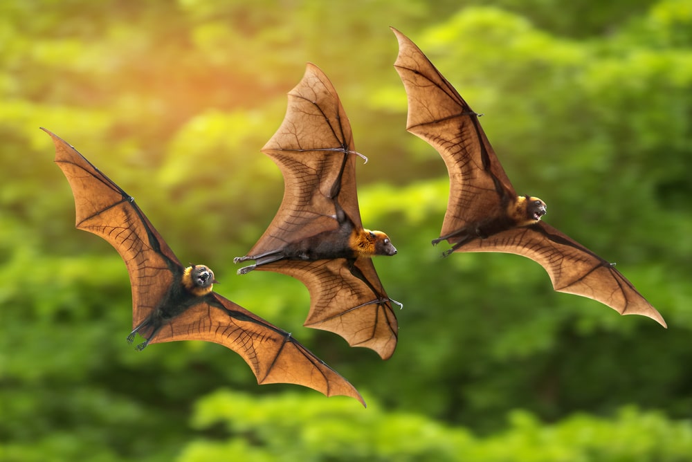 You should invite bats in your garden to help with pollination and to keep pest down
