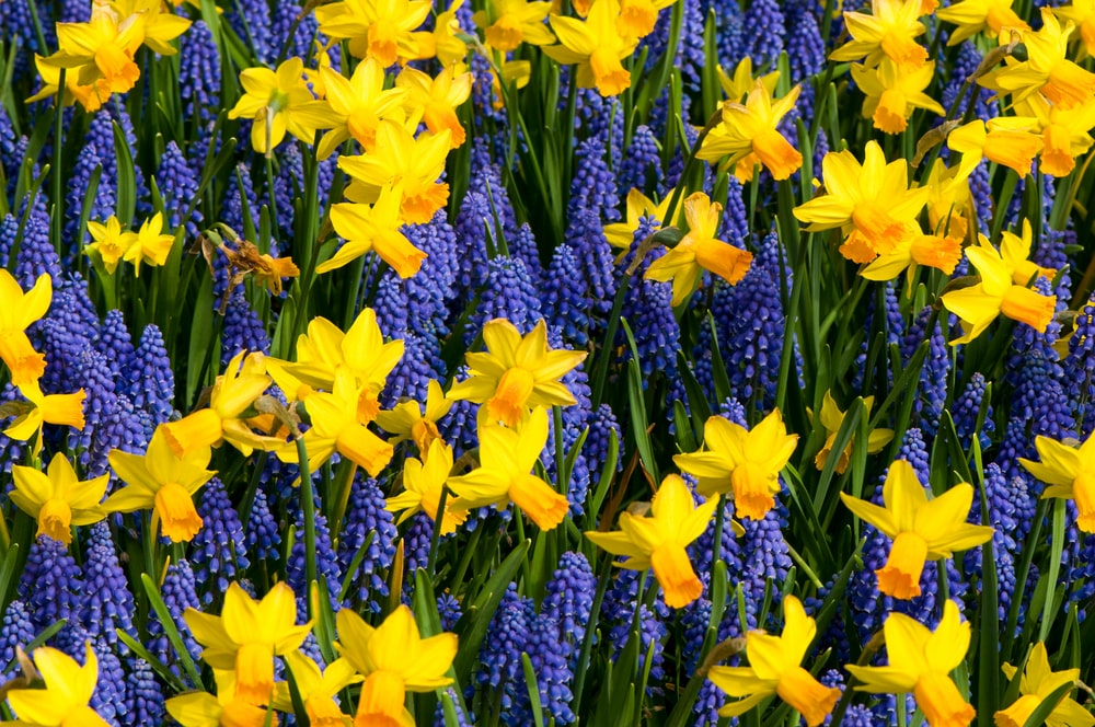 Planting bulbs now ensures excellent spring color. Yellow daffodils and blue muscari.