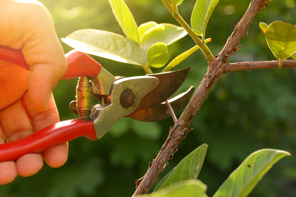 Wait until November to prune some of your shrubs. Avoid fall pruning.