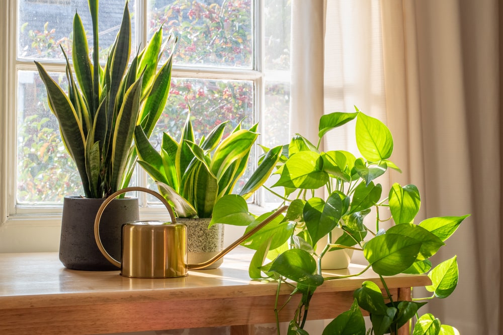 A timely reminder to begin moving your houseplants indoors for the winter