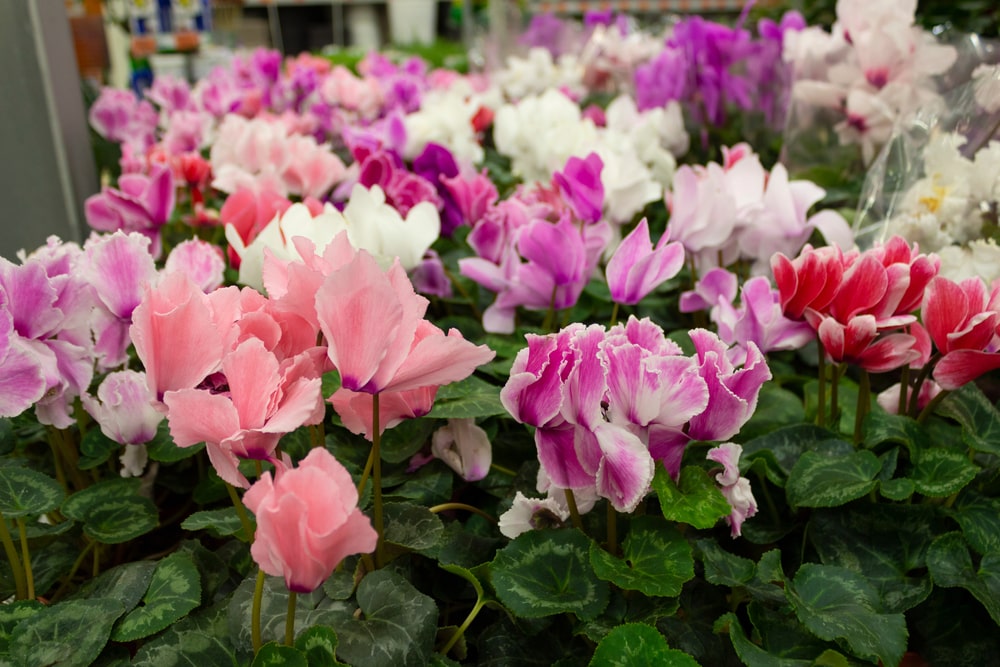 Cyclamen are just some of the holiday plants you can get at the Great Big Greenhouse