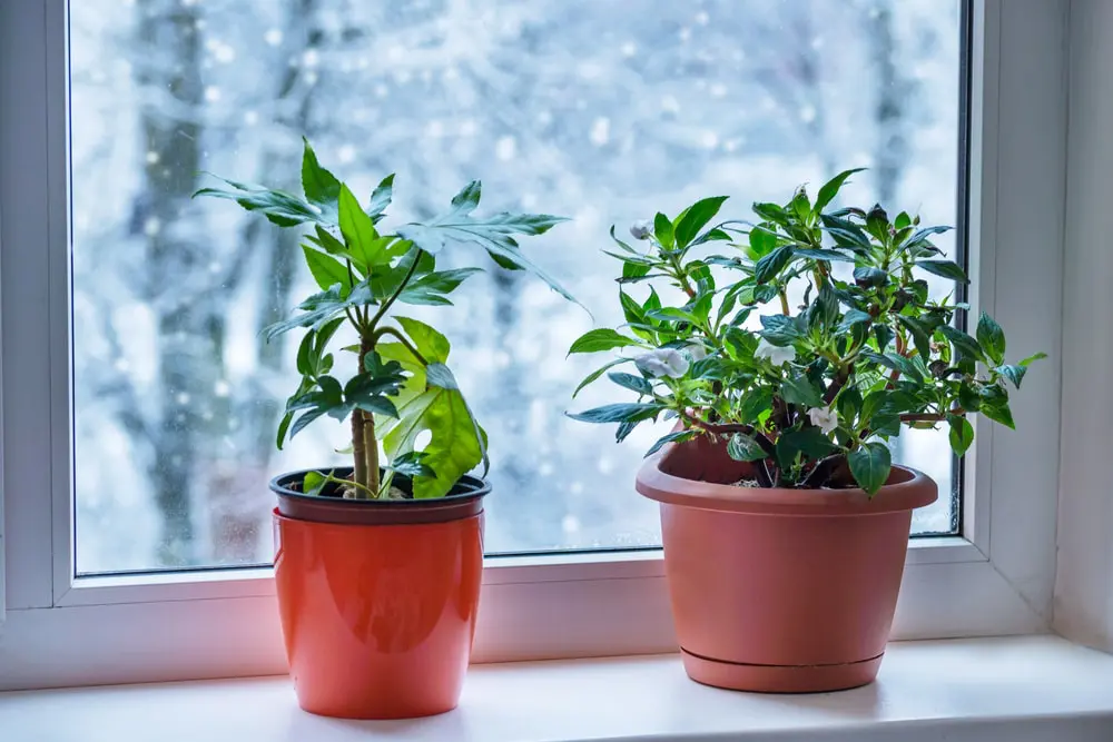 Houseplants Inside? Now What? - The Great Big Greenhouse Gardening Blog