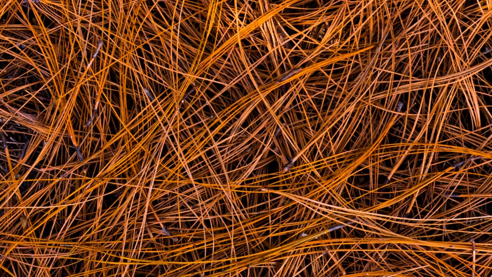 A zoomed in shot of loose pine straw needles, or pine tags