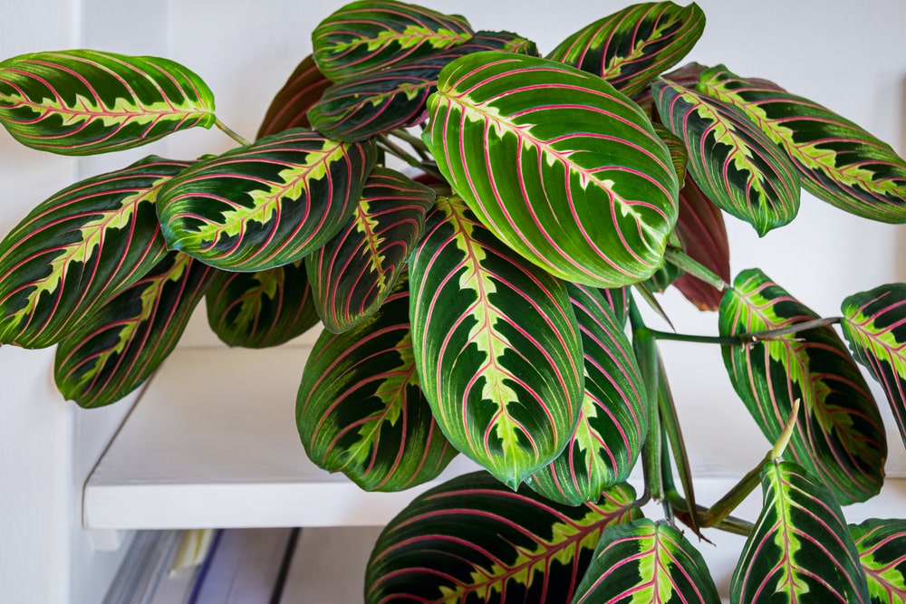 A fresh prayer plant in a household setting