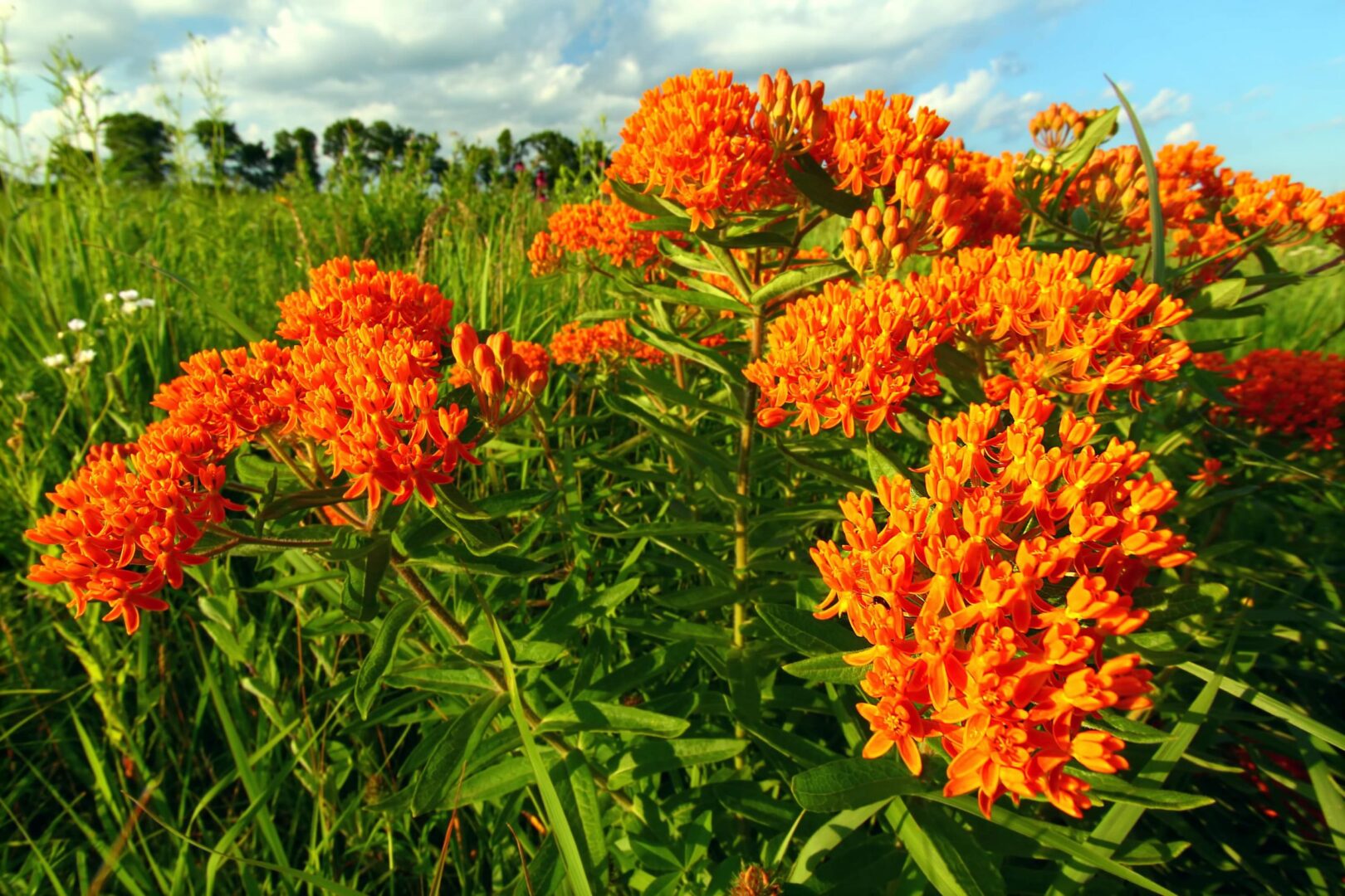 Butterfly weed