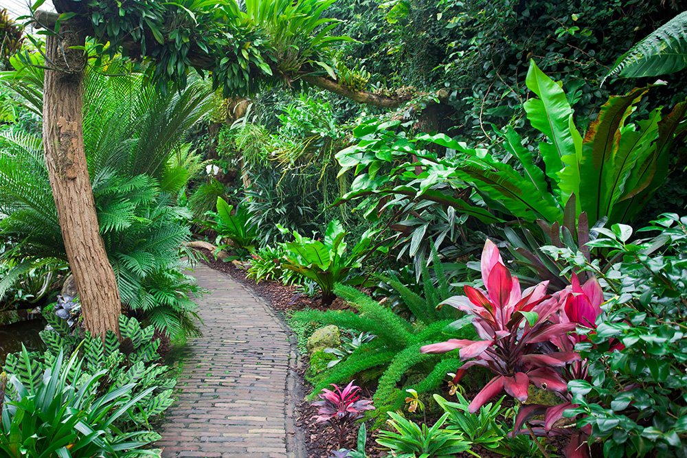 It's easy to plant a tropical landscape