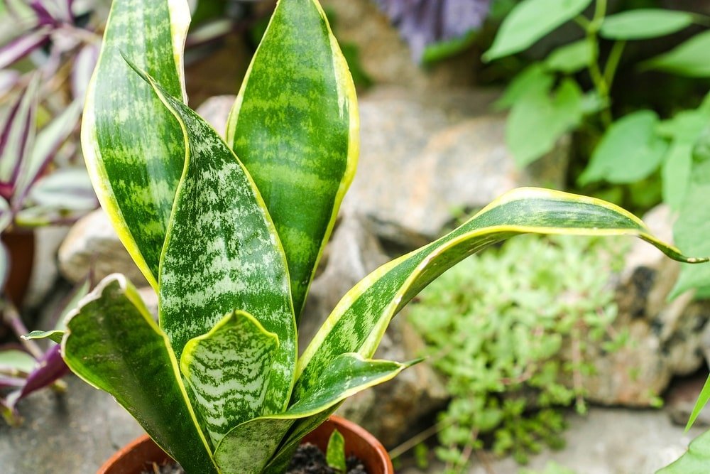Moving houseplants outdoors