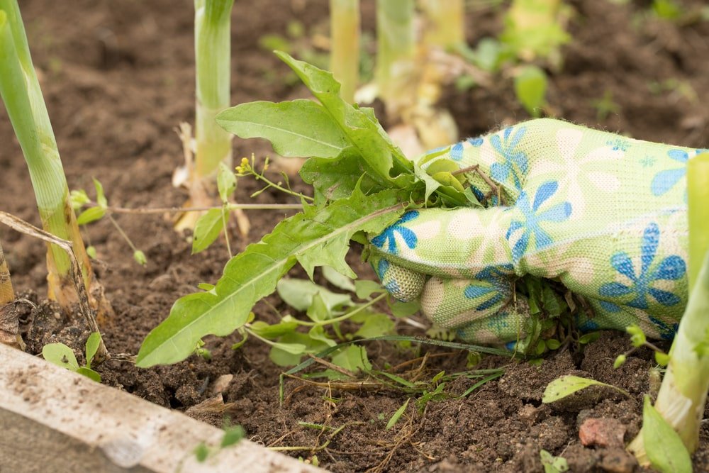 Pulling weeds by hand is just one way to keep weeds out of vegetable and flower beds