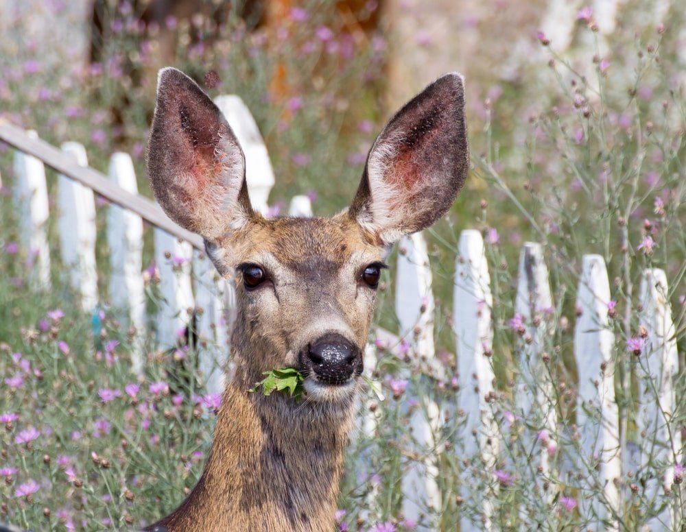 Deer will think twice before trying to eat Deer-Leerious plants
