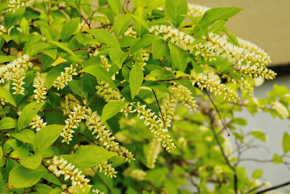 This month's featured American Beauties Native Plant is Virginia Sweetspire.