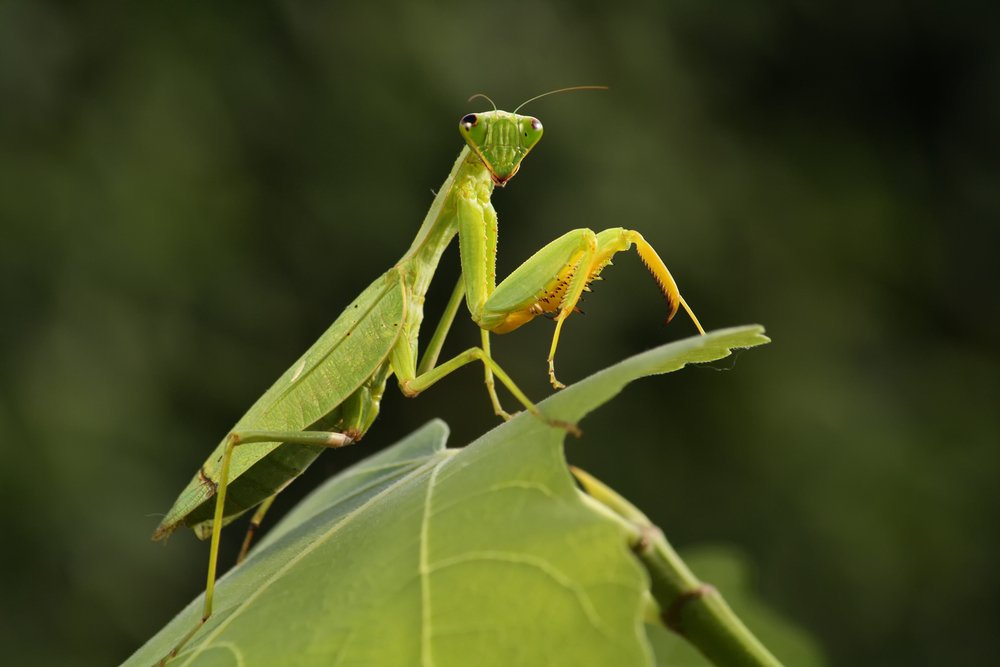 A perched praying mantis