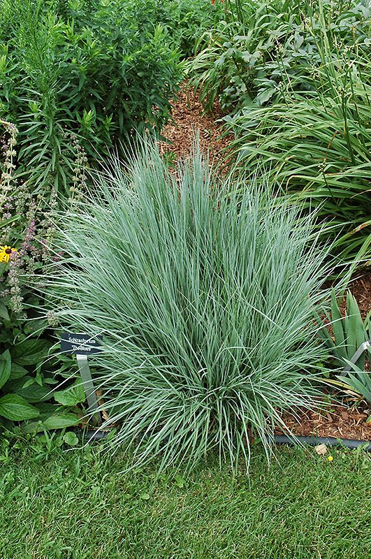 Schizachyrium scoparium - Little Bluestem grass