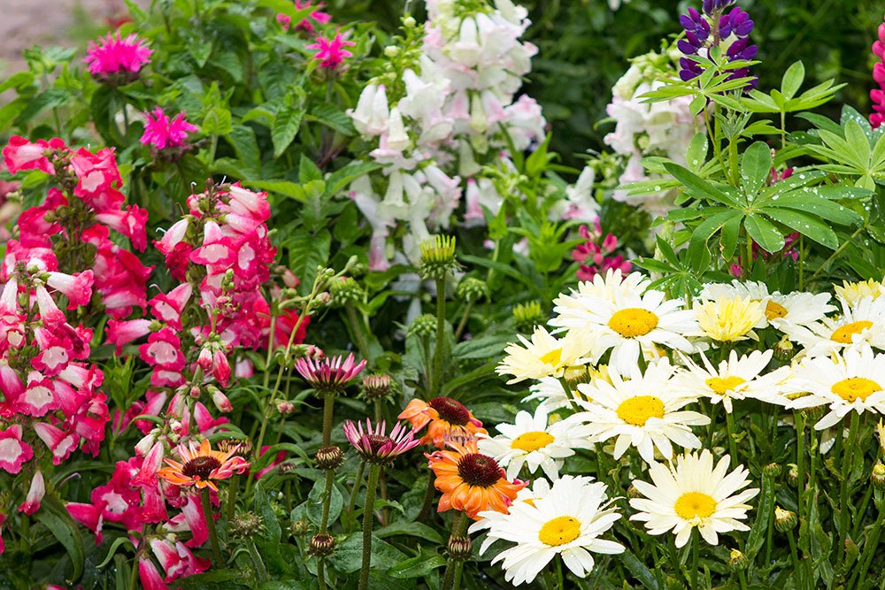 June is designated as Perennial Gardening Month