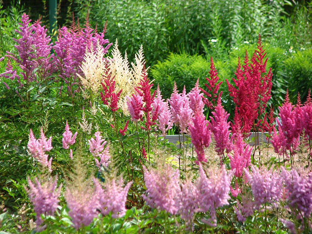 Astilbe is a great perennial to plant during Perennial Gardening month
