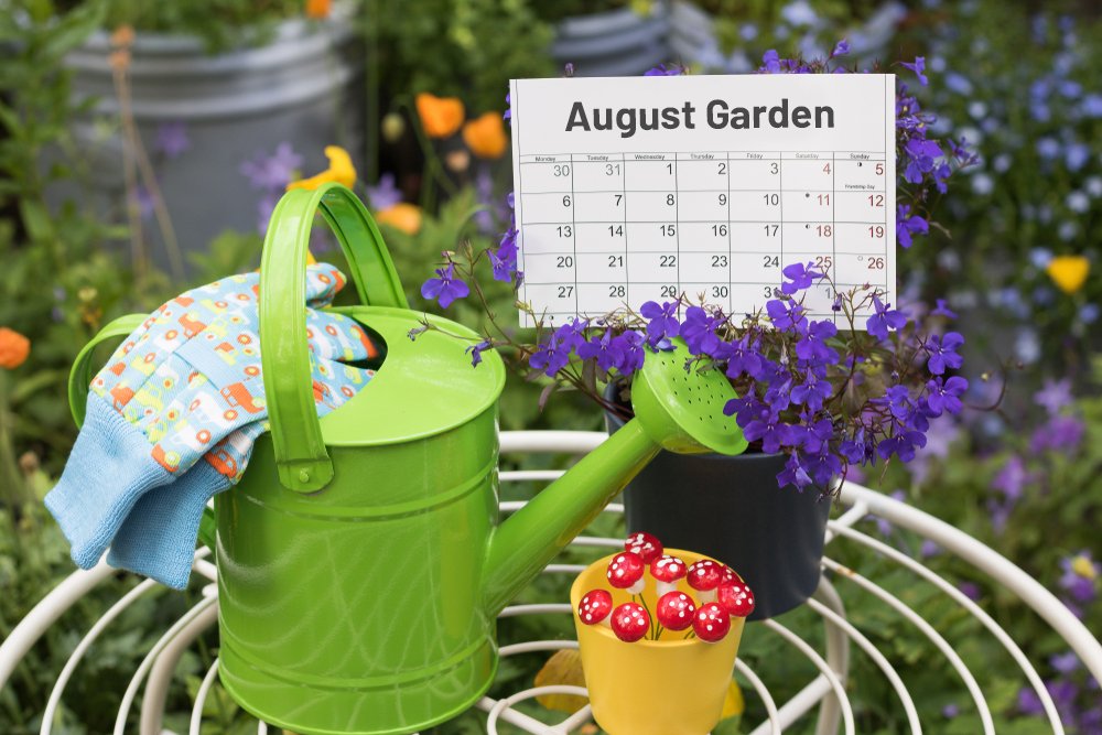 August gardening chores and tips