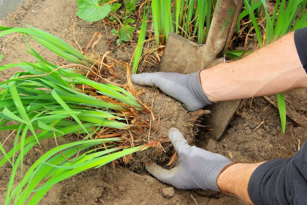 Dividing perennials is a good way of caring for overcrowded perennials in the summer months.