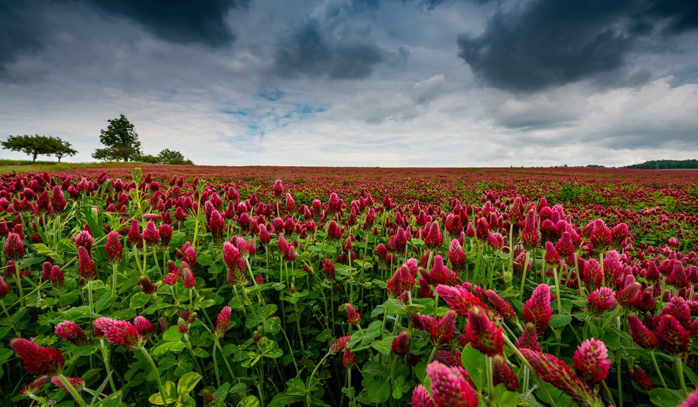 Crimson clover is one of many options for cover crops that you can use