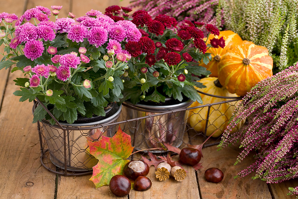 Mums and other fall flowers are a great addition to your fall garden
