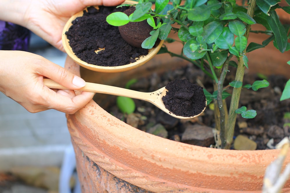 Do you use coffee grounds in your garden?