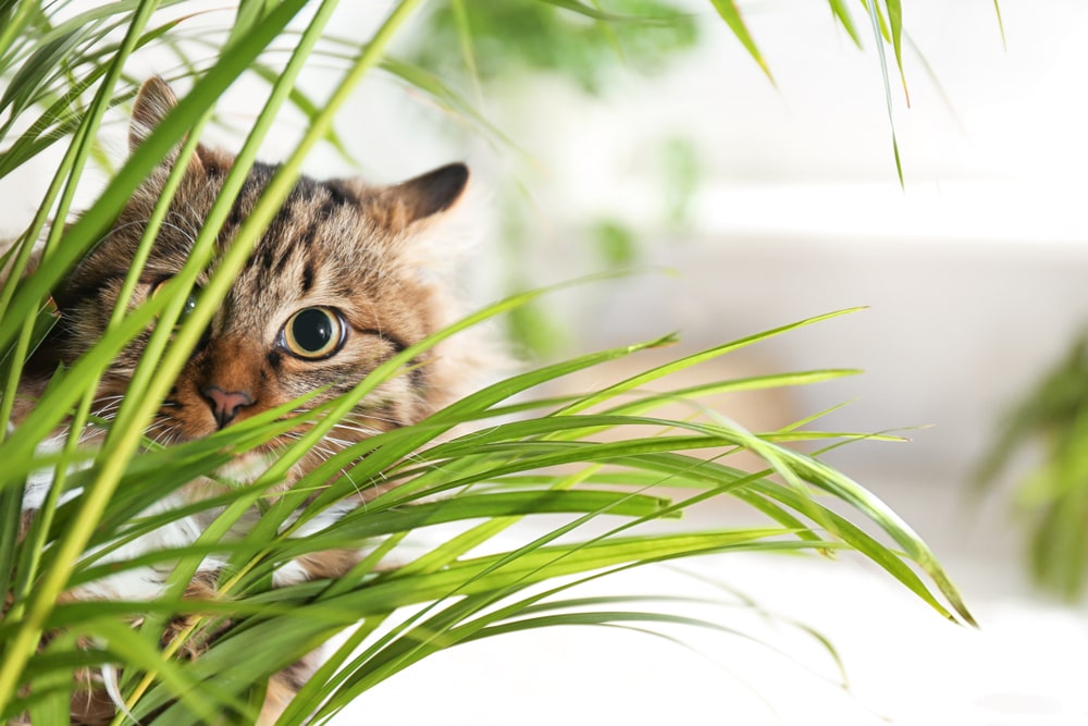 Cats and houseplants are two great additions to your home, but there are things you need to know first