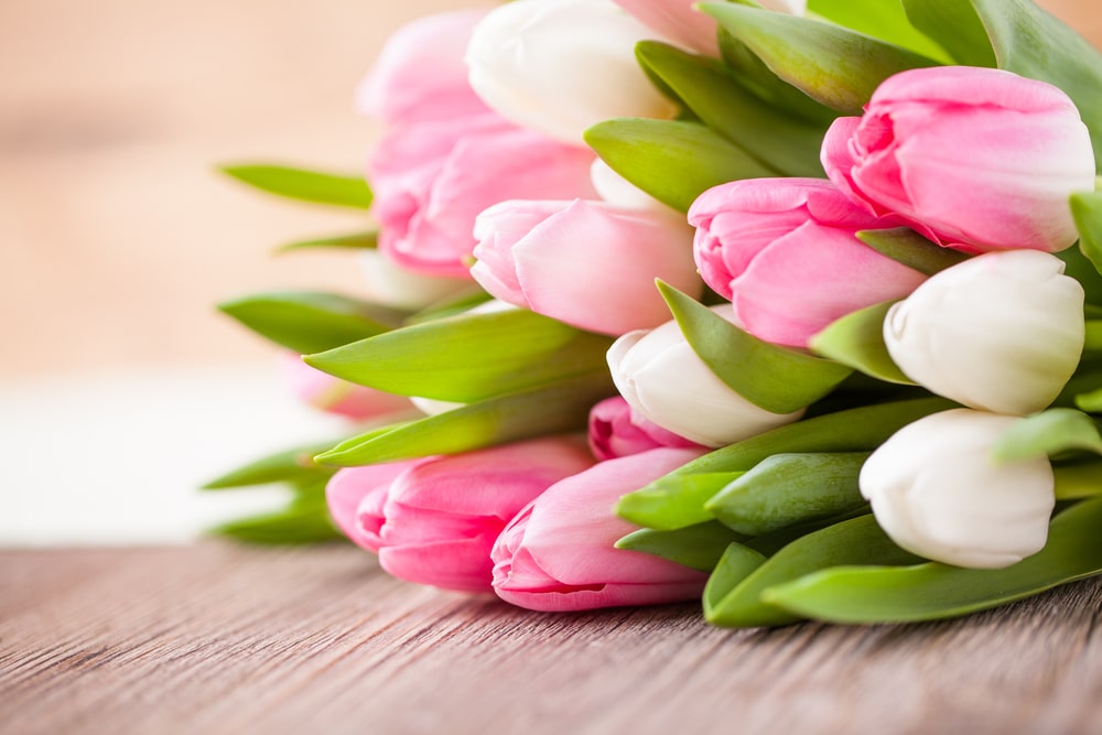 A bouquet of white and pink tulips