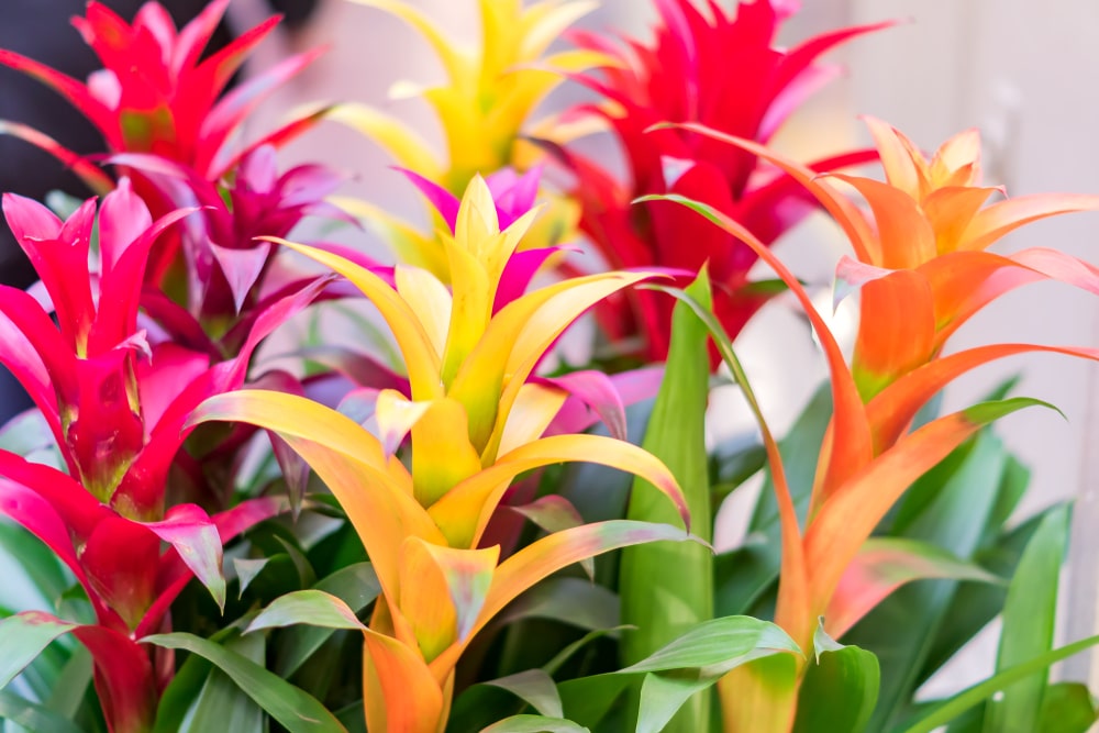 Bromeliads are a great choice to add a bit of the tropics to your indoor spaces
