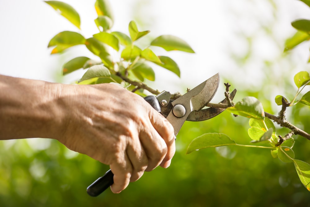 We should avoid any pruning in October to avoid unnecessary complications