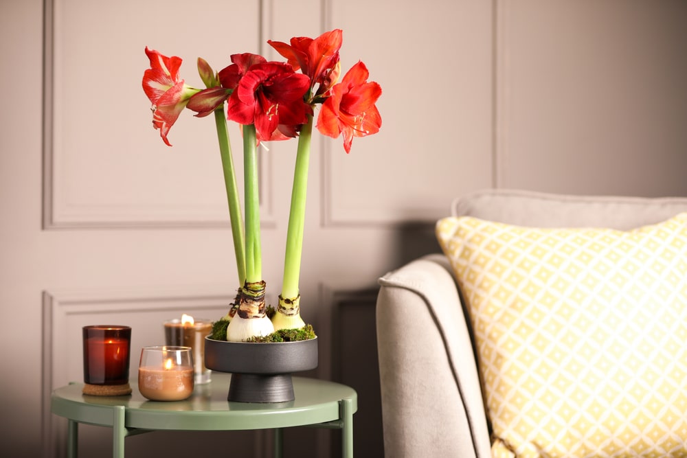 A red-blooming amaryllis on a side table