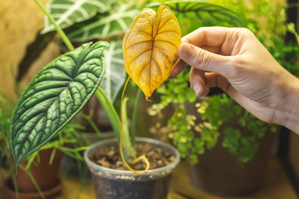 Here are some danger signs of houseplant problems