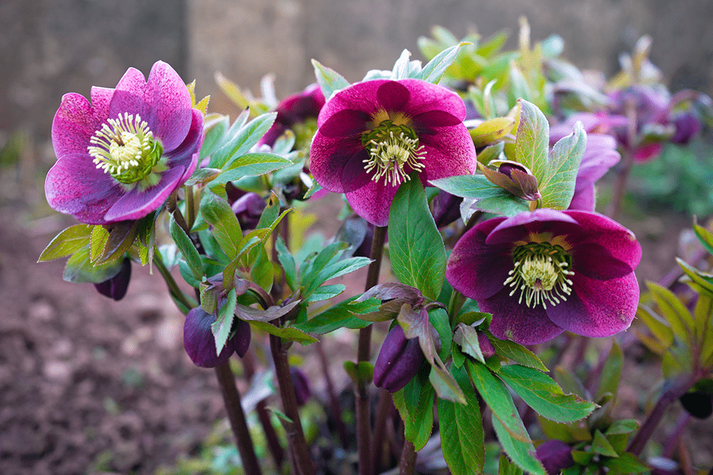 Purple blooming hellebores, also known as lenton rose