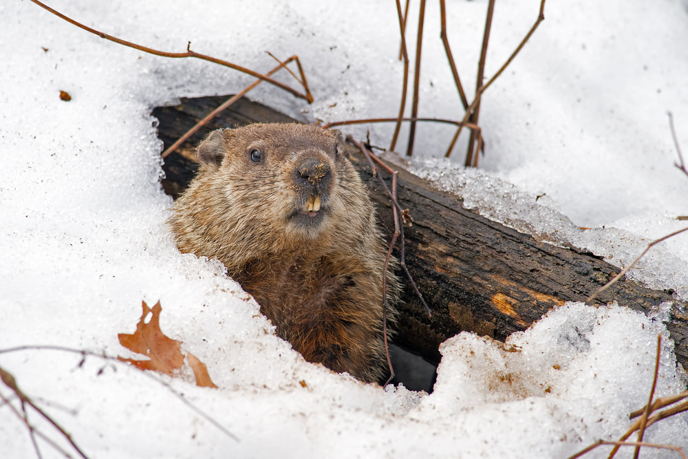 How accurate are groundhogs at predicting the weather?