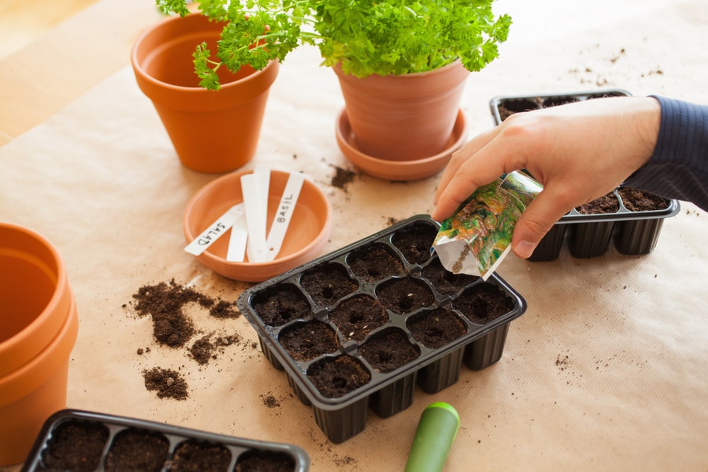 Now's the time to starting thinking about starting seeds indoors