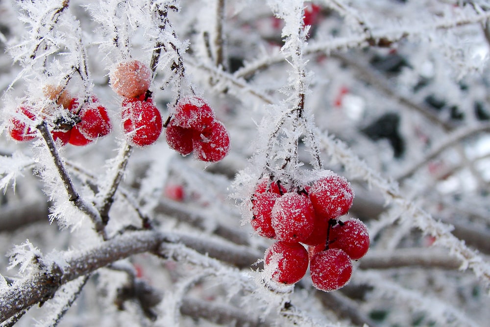 Frozen berries on a winter day