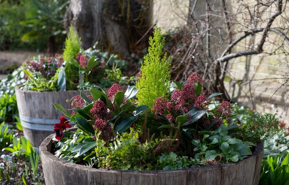 Winter container gardening is a great hobby if you know how to be successful